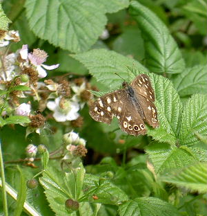 Speckled Wood